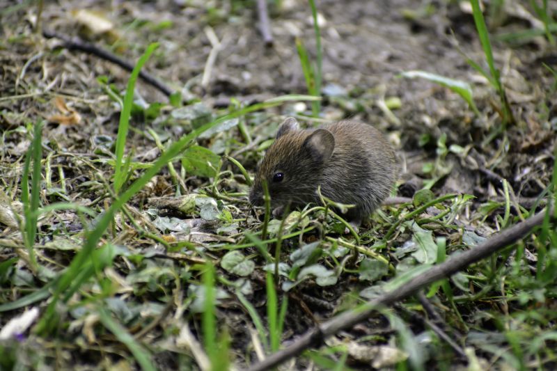 Vole Control Service