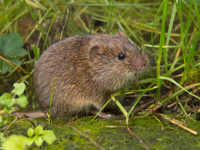 Vole Control