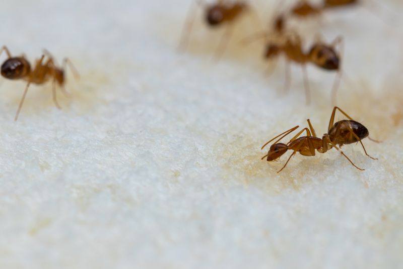 Ant Control Service in Katy, TX