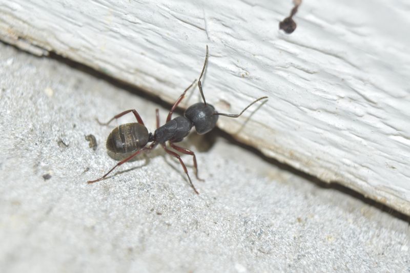 Black Ant Extermination in Katy, TX
