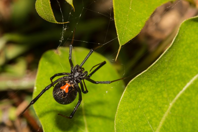 Black Widow Extermination in Rockwall, TX
