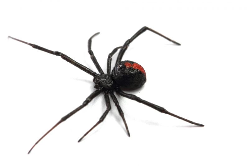 Black Widow Extermination in New Braunfels, TX