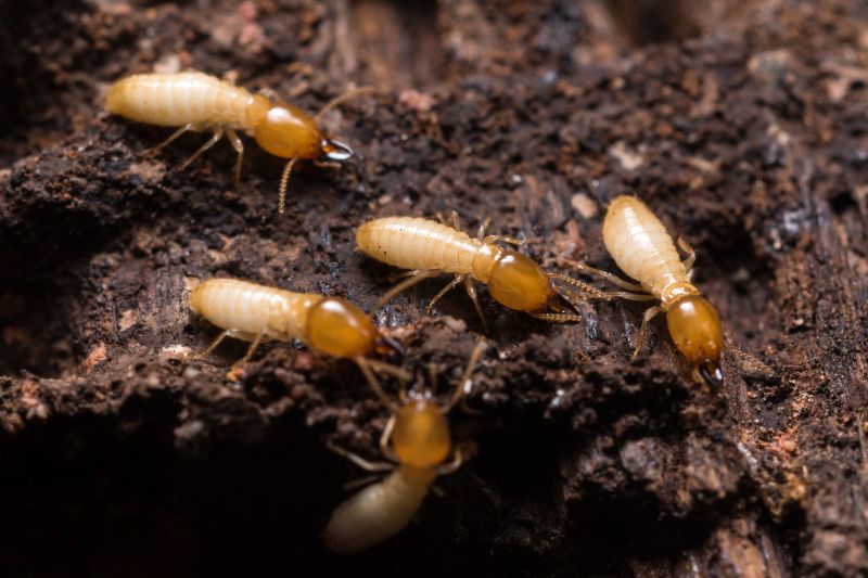 Commercial Termite Removal in Katy, TX
