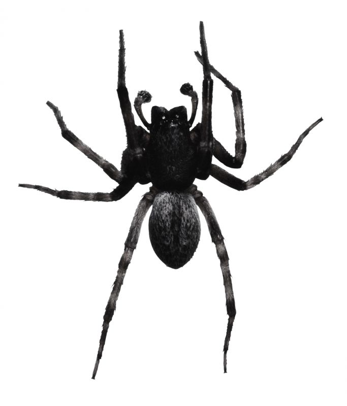 Common Spiders Extermination in New Braunfels, TX