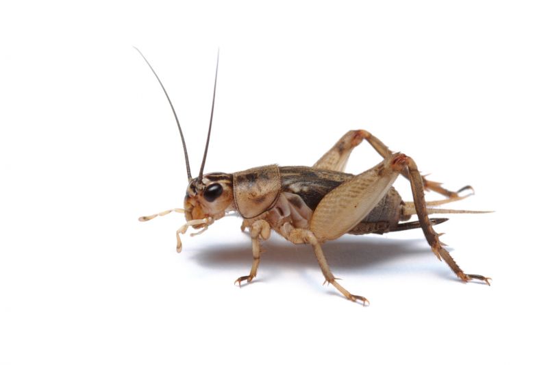 Cricket Control Service in Katy, TX