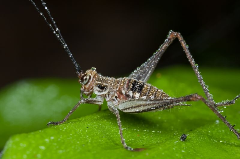 Cricket Control Service in Katy, TX
