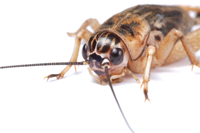 Cricket Prevention in Frisco, TX