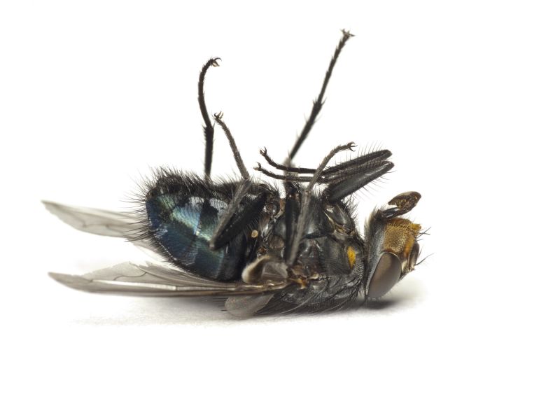Fly Control Service in Katy, TX