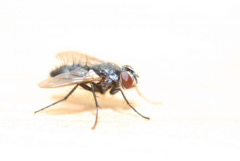 Fly Extermination in Denton, TX