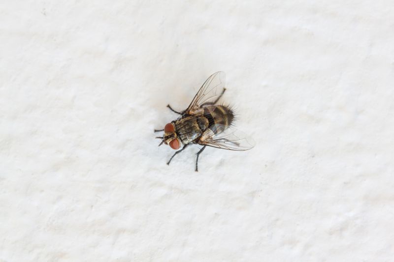 Fly Infestation Extermination in Mckinney, TX
