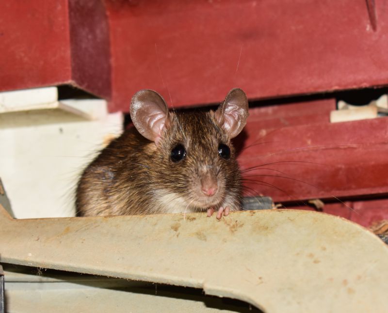 How Rodents Damage Homes