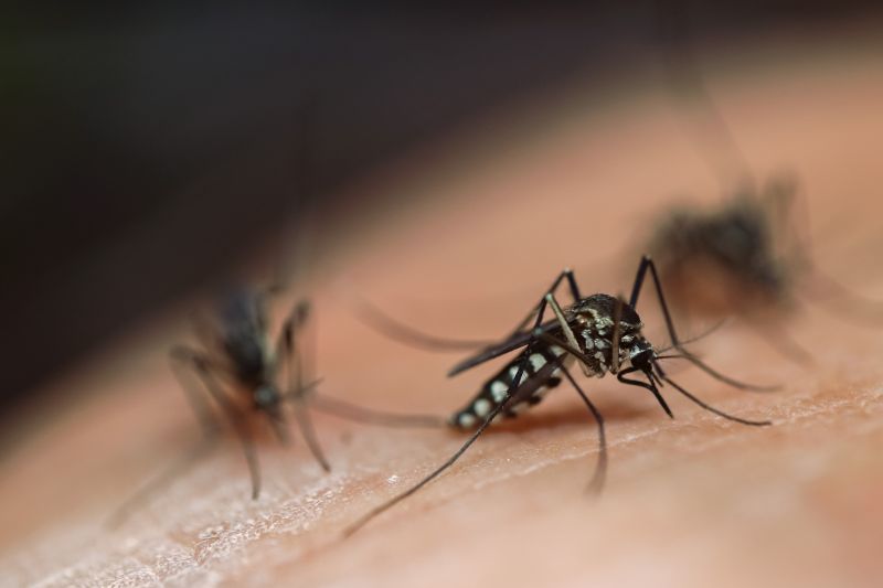 Mosquitoes Pest Control in Frisco, TX