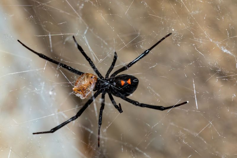 Spider Extermination Service in New Braunfels, TX