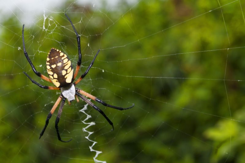 Spider Fumigation Service in Clarksville, TN