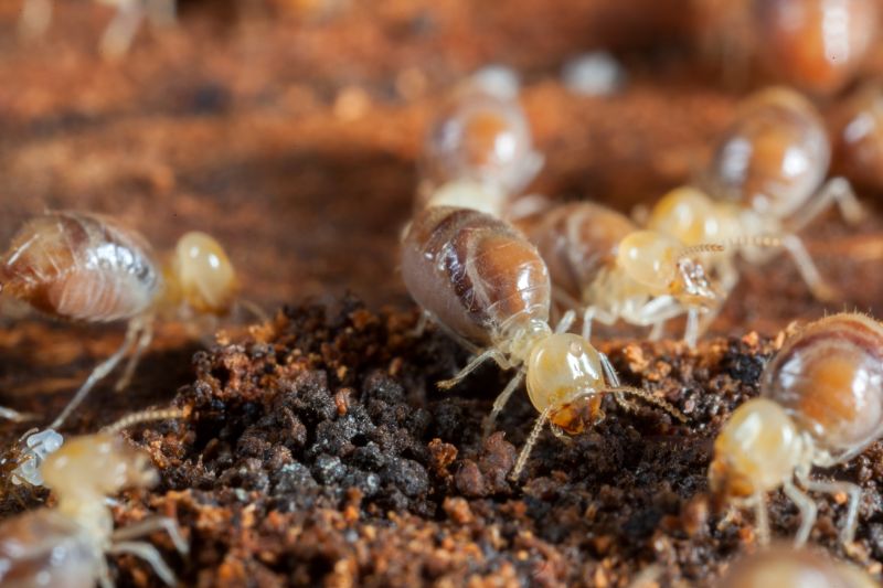 Termite Service in Katy, TX