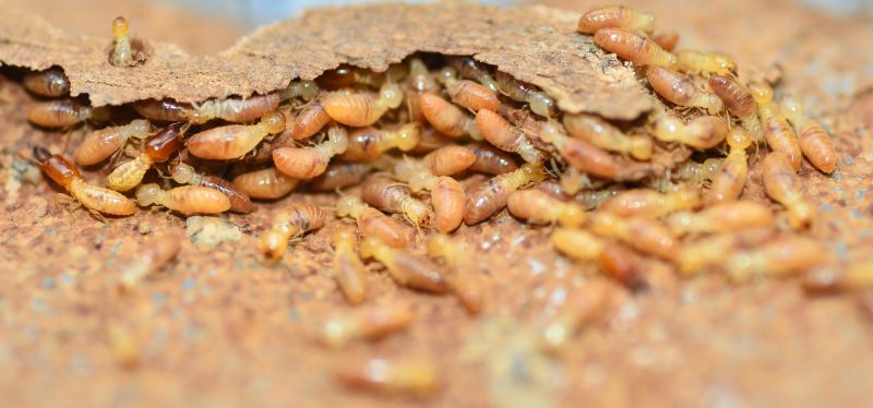 Termites Extermination in Katy, TX