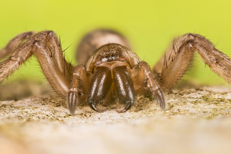 Trapdoor Spider Removal in Katy, TX