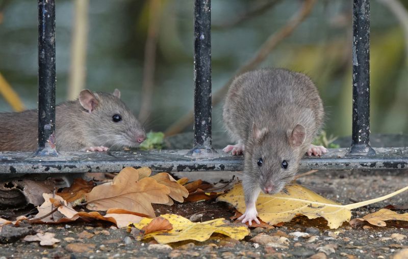 Vole Exclusion Barriers