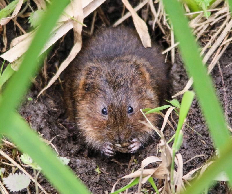 Monitoring Vole Signs