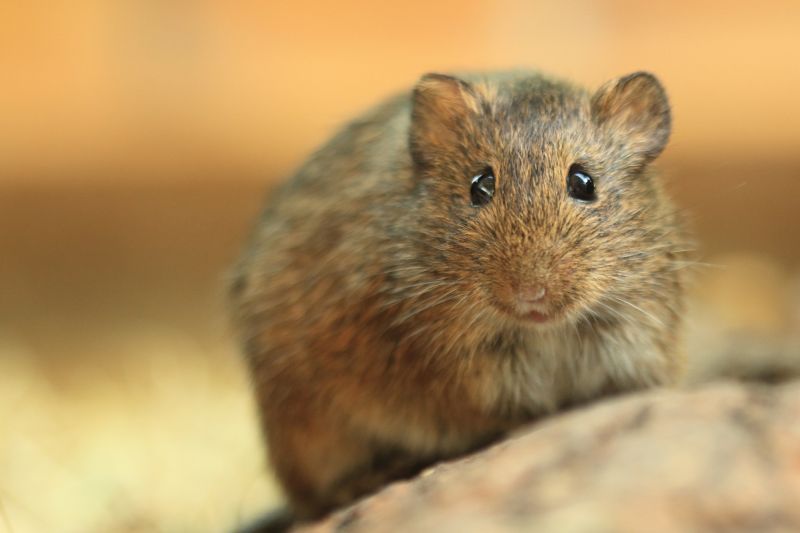 Vole Activity Monitoring